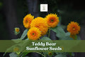 Teddy Bear Sunflower Seeds – Dwarf Helianthus annuus ‘Teddy Bear’ – Golden Double-Petaled Blooms for Small Gardens & Pots
