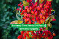 Barberry Tree Seeds | Berberis vulgaris Edible Red Berries | Ornamental Shrub for Hedges & Landscaping