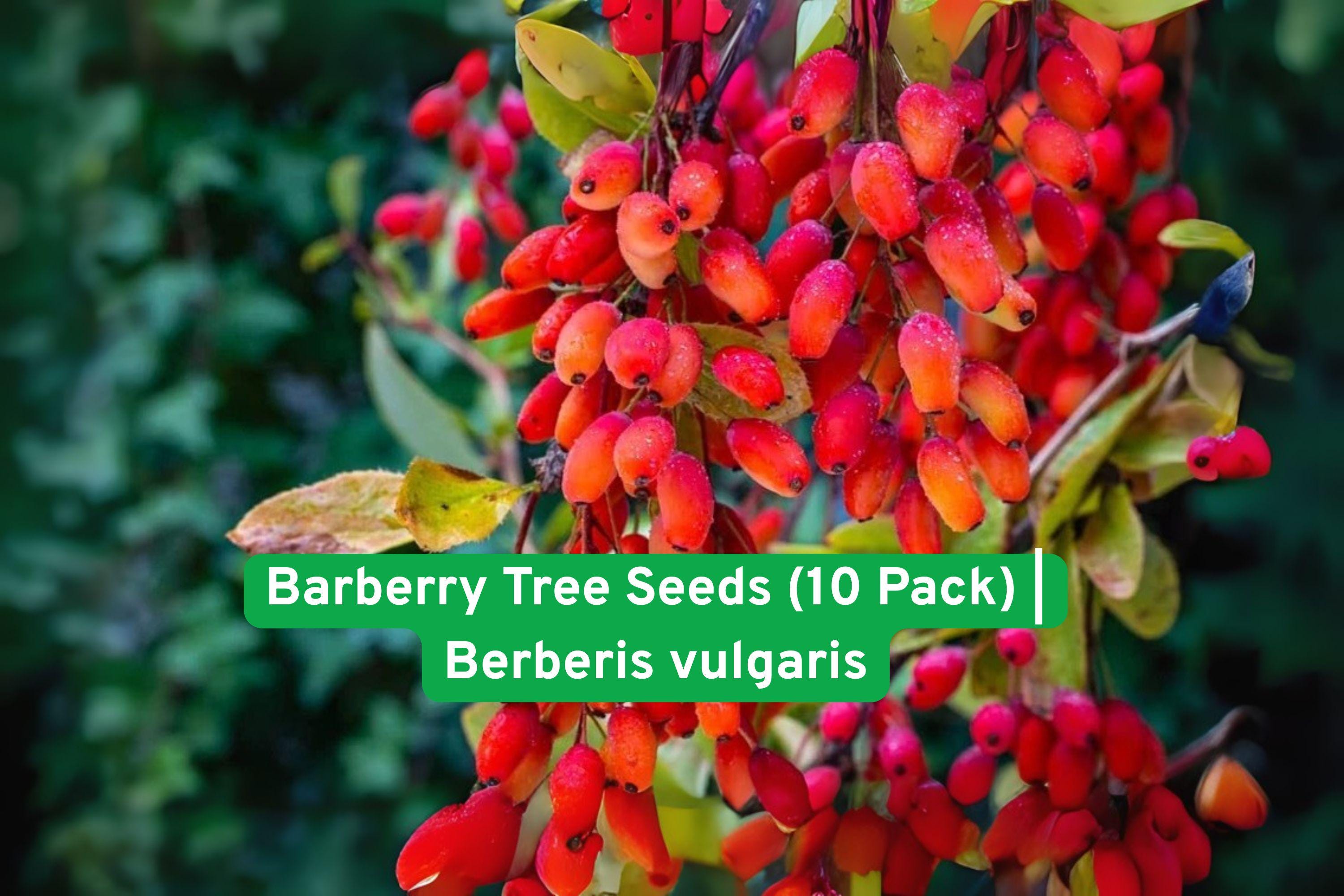 Barberry Tree Seeds | Berberis vulgaris Edible Red Berries | Ornamental Shrub for Hedges & Landscaping