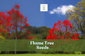Flame Tree Seeds, Delonix regia, Tropical Red Blooms, Bonsai & Landscape Tree, Ornamental Flowering Plant
