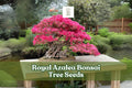 30 Royal Azalea Seeds – Rhododendron schlippenbachii Flowering Shrub for Garden Borders & Bonsai