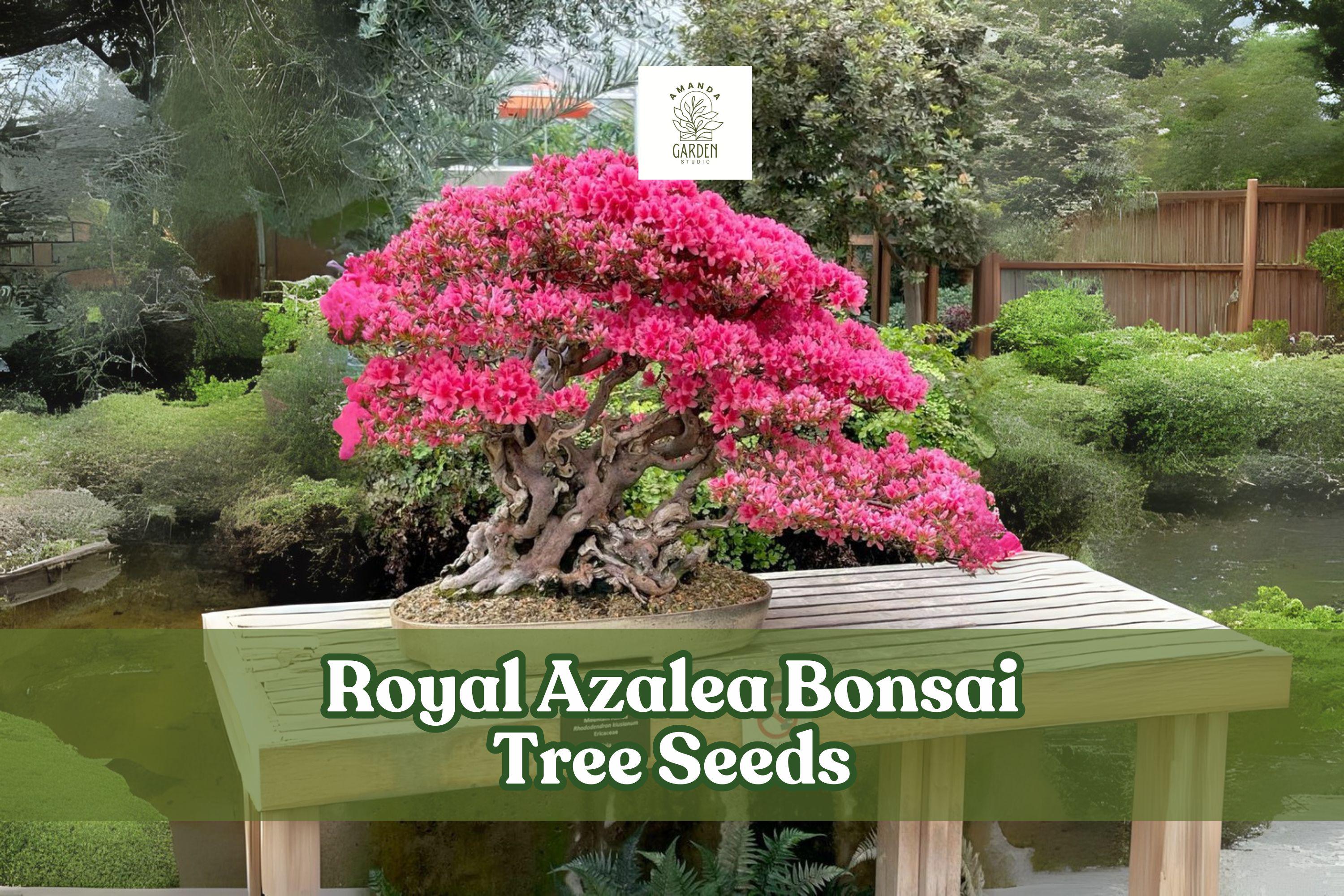30 Royal Azalea Seeds – Rhododendron schlippenbachii Flowering Shrub for Garden Borders & Bonsai