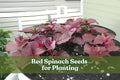 Red Spinach Seeds – Chinese Amaranth Vegetable – Nutritious, Easy to Grow, Vibrant Red-Green Foliage – Amaranthus spp.
