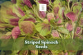 500 Striped Spinach Seeds – Yin Cho Callaloo Amaranthus spp. Nutritious Leafy Green for Gardening and Cooking