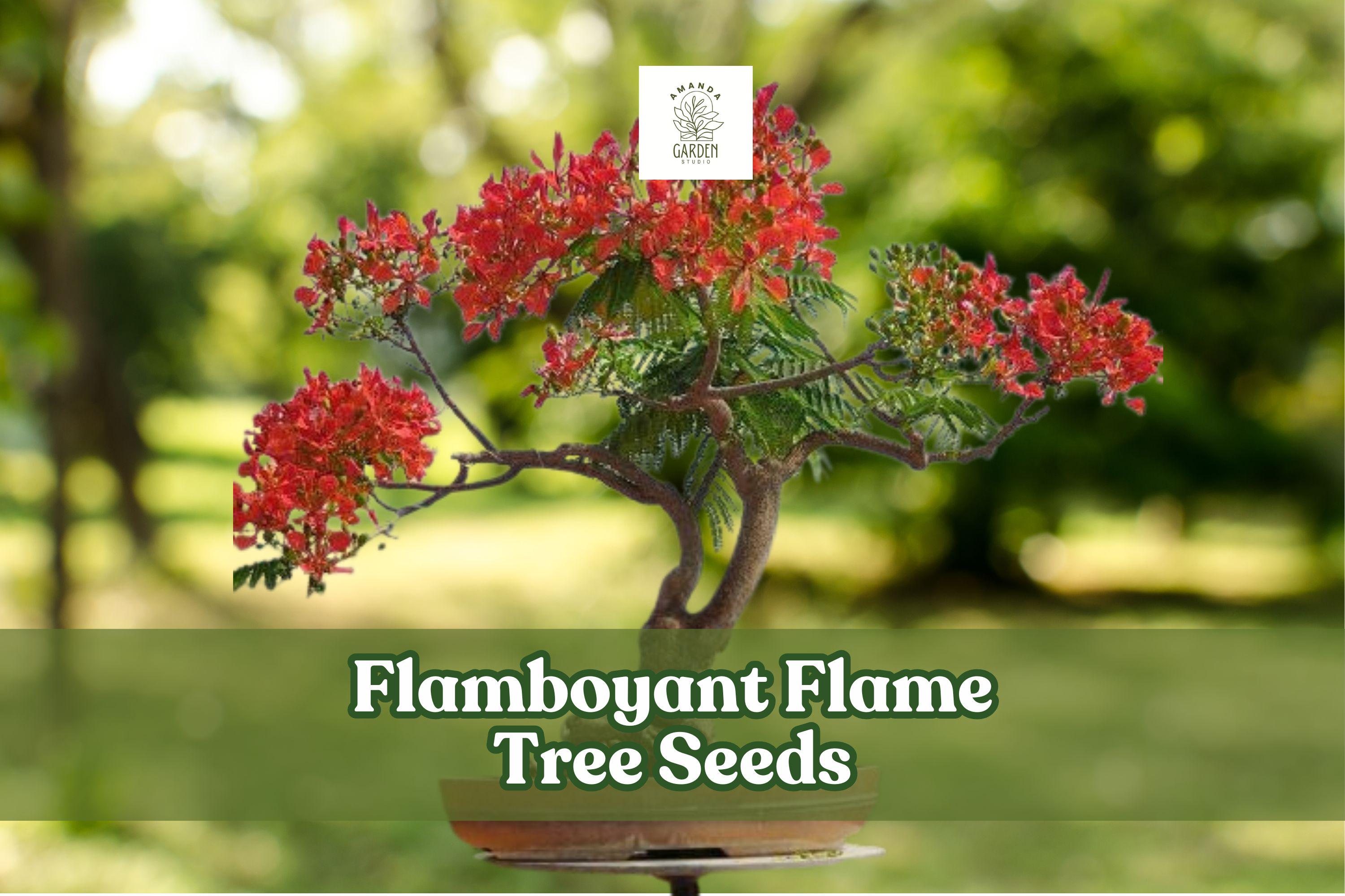 20 Flamboyant Flame Tree Seeds – Delonix regia – Tropical Red Flowering Ornamental Tree for Bonsai & Landscape