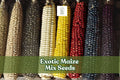 Exotic Multicolor Maize Seeds – Blue, Red, White & Yellow Kernels – Zea mays – Garden, Decorative, Edible