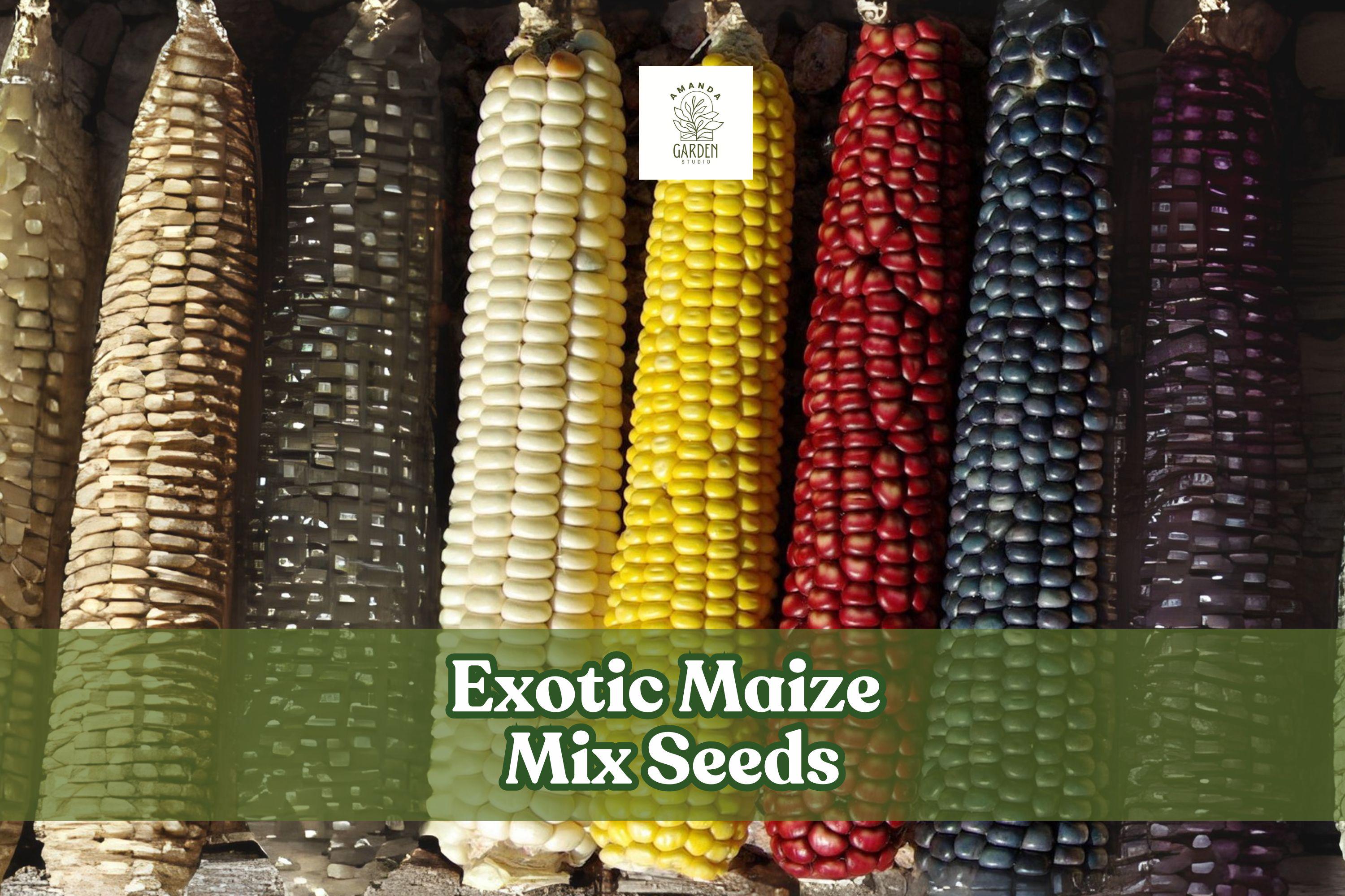 Exotic Multicolor Maize Seeds – Blue, Red, White & Yellow Kernels – Zea mays – Garden, Decorative, Edible