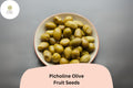 Picholine Olive Seeds | French Heirloom Olea europaea for Mediterranean Garden, Bonsai & Container Planting