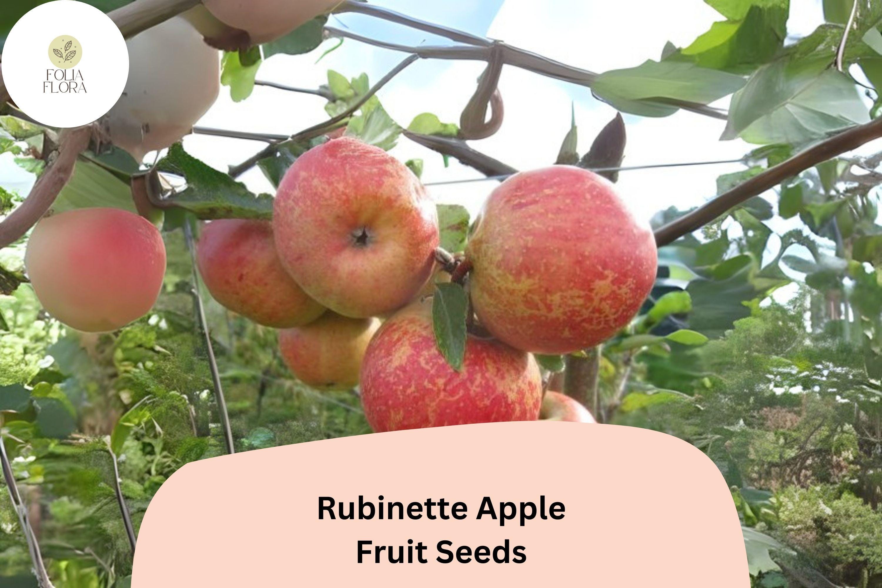 Rubinette Apple Seeds – Rare Heirloom Malus domestica for Home Orchard, Medium-Sized, Flavorful, Juicy, Cross Golden Delicious & Cox