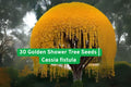 Golden Shower Tree Seeds | Cassia Fistula | Yellow Flowering Ornamental Tree | Tropical Landscape Planting Seeds