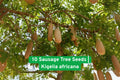 Sausage Tree Seeds, Kigelia africana, Exotic African Ornamental Tree, 10 Non-GMO Fresh Seeds for Planting