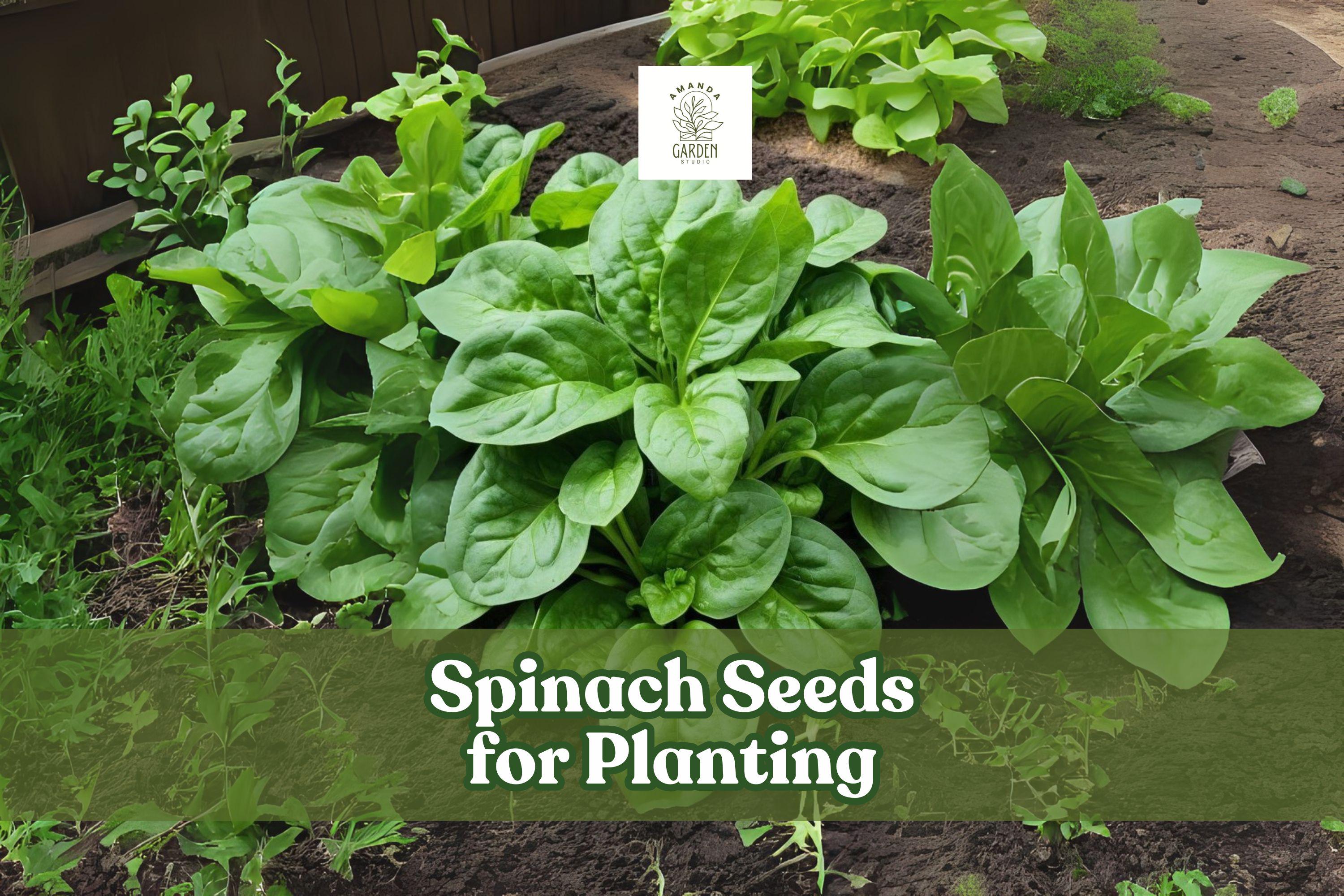 Space Hybrid Spinach Seeds – Fast Growing, Nutritious Green Leaves, Spinacia oleracea, 200+ Seeds