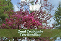 Zumi Crabapple Tree Seedling with Pink White Blossoms, Ornamental Malus zumi, Hardy Shrub for Garden Landscaping