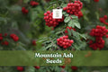 50 Mountain Ash Seeds Sorbus aucuparia Deciduous Tree with Red Berries & White Flowers