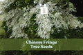 Chinese Fringe Tree Seeds, Ornamental Landscaping Tree with Showy White Flowers, Chionanthus retusus, 10 Seeds