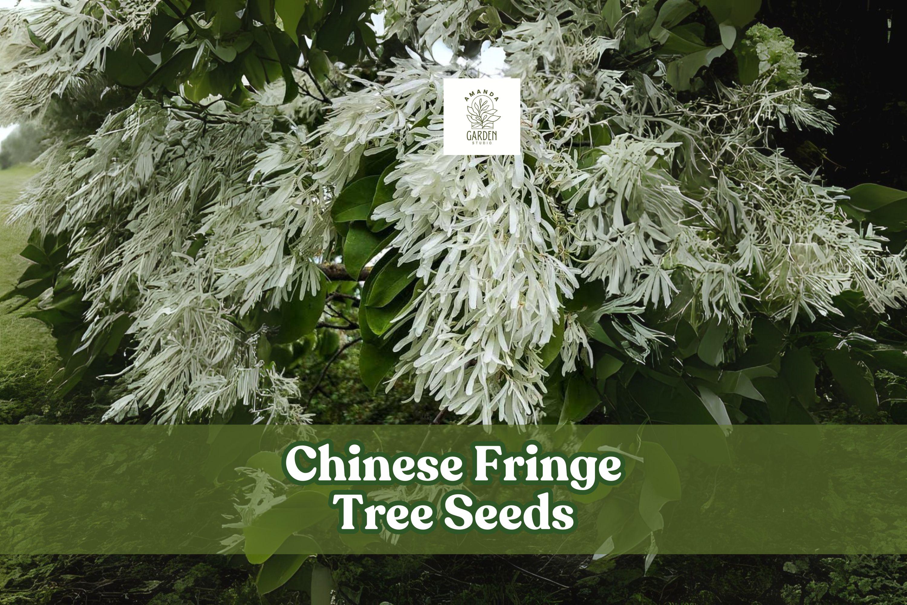 Chinese Fringe Tree Seeds, Ornamental Landscaping Tree with Showy White Flowers, Chionanthus retusus, 10 Seeds