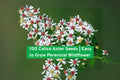 100 Calico Aster Wildflower Seeds | Perennial Pollinator-Friendly Garden Flowers | Easy to Grow, Non-GMO, USDA Zones 3-9