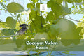 10 Coconut Melon Seeds – Cucumis melo Lambkin – Exotic Sweet Melon for Home Gardens