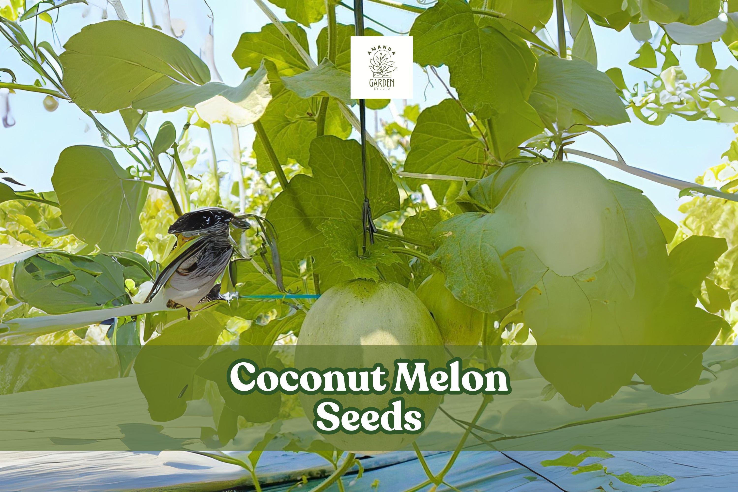 10 Coconut Melon Seeds – Cucumis melo Lambkin – Exotic Sweet Melon for Home Gardens