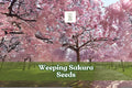 Weeping Sakura Seeds | Pink Cherry Blossom Tree for Bonsai & Garden | Prunus sp.