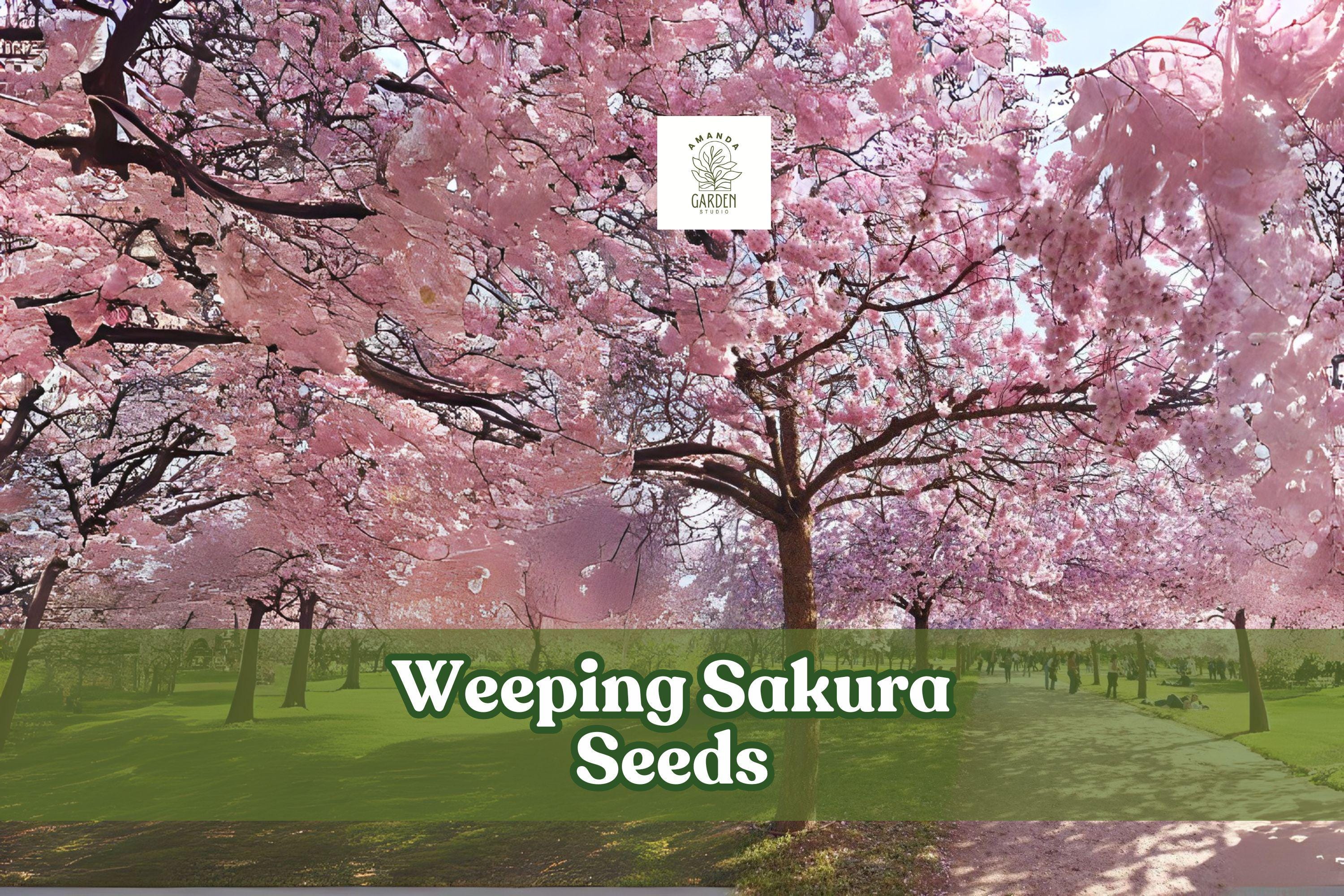 Weeping Sakura Seeds | Pink Cherry Blossom Tree for Bonsai & Garden | Prunus sp.