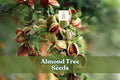 Almond Tree Seeds, Prunus dulcis, Flowering & Fruiting, Pink-White Blossoms, Bonsai & Orchard Potential, 20 Seeds