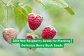 200 Red Raspberry Seeds – Non-GMO Berry Bush Seeds for Growing Juicy Raspberries, Rubus idaeus