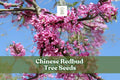 Chinese Redbud Tree Seeds – Ornamental Pink-Purple Blooms, Cercis chinensis, Easy to Grow, Garden & Landscape Plants