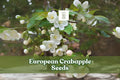European Crabapple Seeds, Malus sylvestris, Ornamental Tree, Wild Crab Apples, Deciduous Tree, Spring Blooms