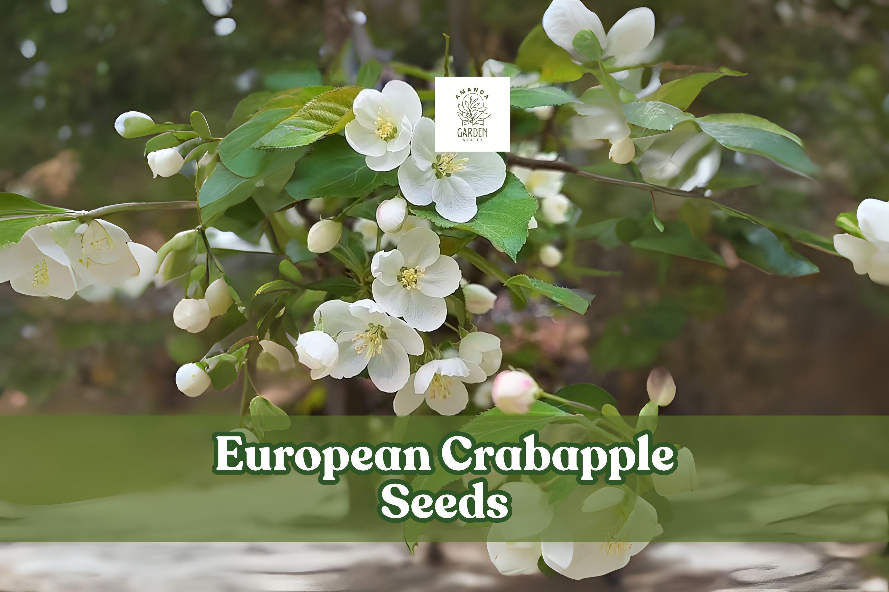 European Crabapple Seeds, Malus sylvestris, Ornamental Tree, Wild Crab Apples, Deciduous Tree, Spring Blooms