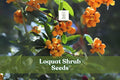 Loquat Shrub Seeds – Eriobotrya japonica – Exotic Fruit-Bearing Evergreen Plant for Gardens and Containers