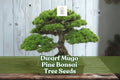 Dwarf Mugo Pine Bonsai Seeds – Hardy Evergreen Pinus mugo pumilio for Miniature Trees, Rock Gardens & Landscaping