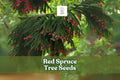 30 Red Spruce Tree Seeds – Picea rubens Evergreen Conifer for Landscaping & Reforestation