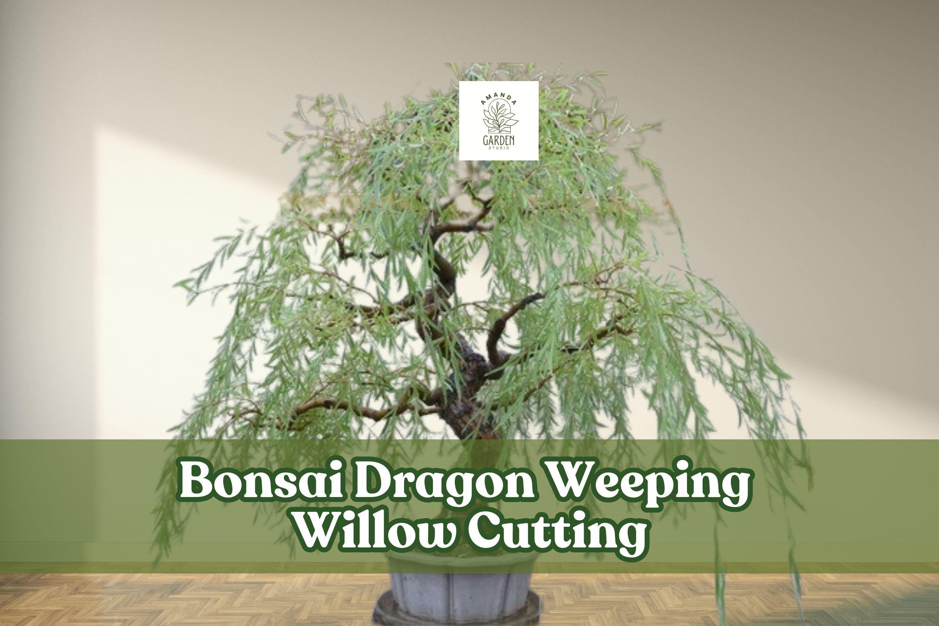 Dragon Weeping Willow Bonsai Cutting – Thick Trunk Starter, Salix babylonica, Cascading Branches, Fast Growth, Indoor/Outdoor