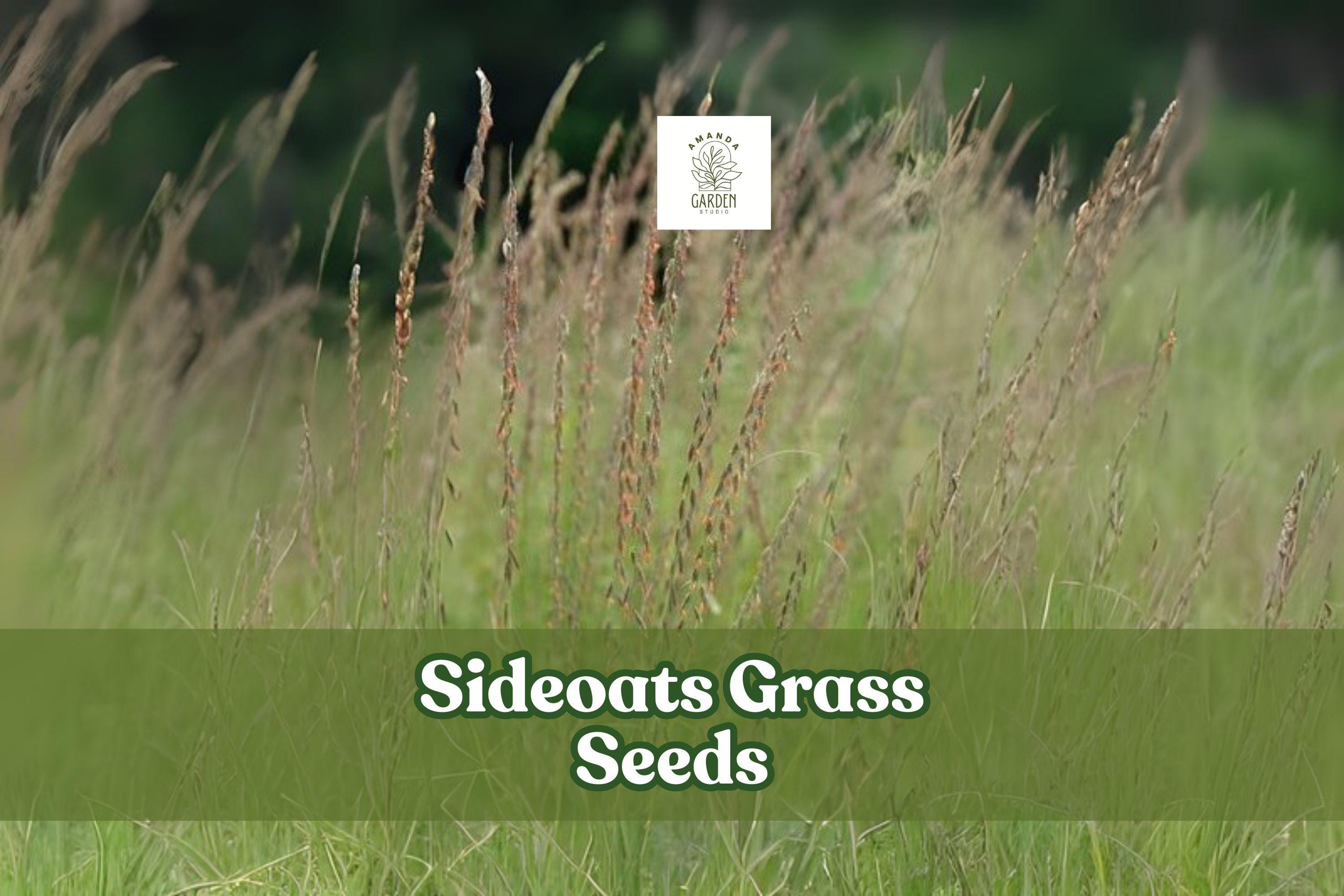 Sideoats Prairie Grass Seeds – Native Ornamental Ground Cover – Bouteloua curtipendula – Drought-Tolerant, Erosion Control, Wildlife Habitat