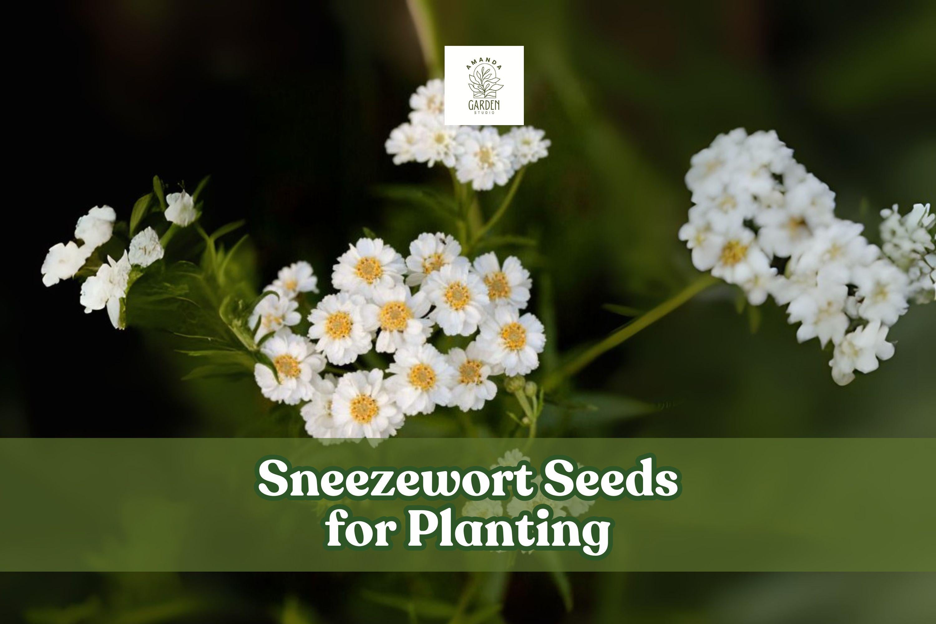 200 Sneezewort Seeds Achillea ptarmica White Perennial Flower Seeds for Cottage Gardens & Pollinator Gardens