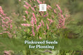 50 Pinkweed Seeds for Planting | Persicaria pensylvanica Wildflower with Pink Blooms | Pollinator-Friendly Annual Seed Pack