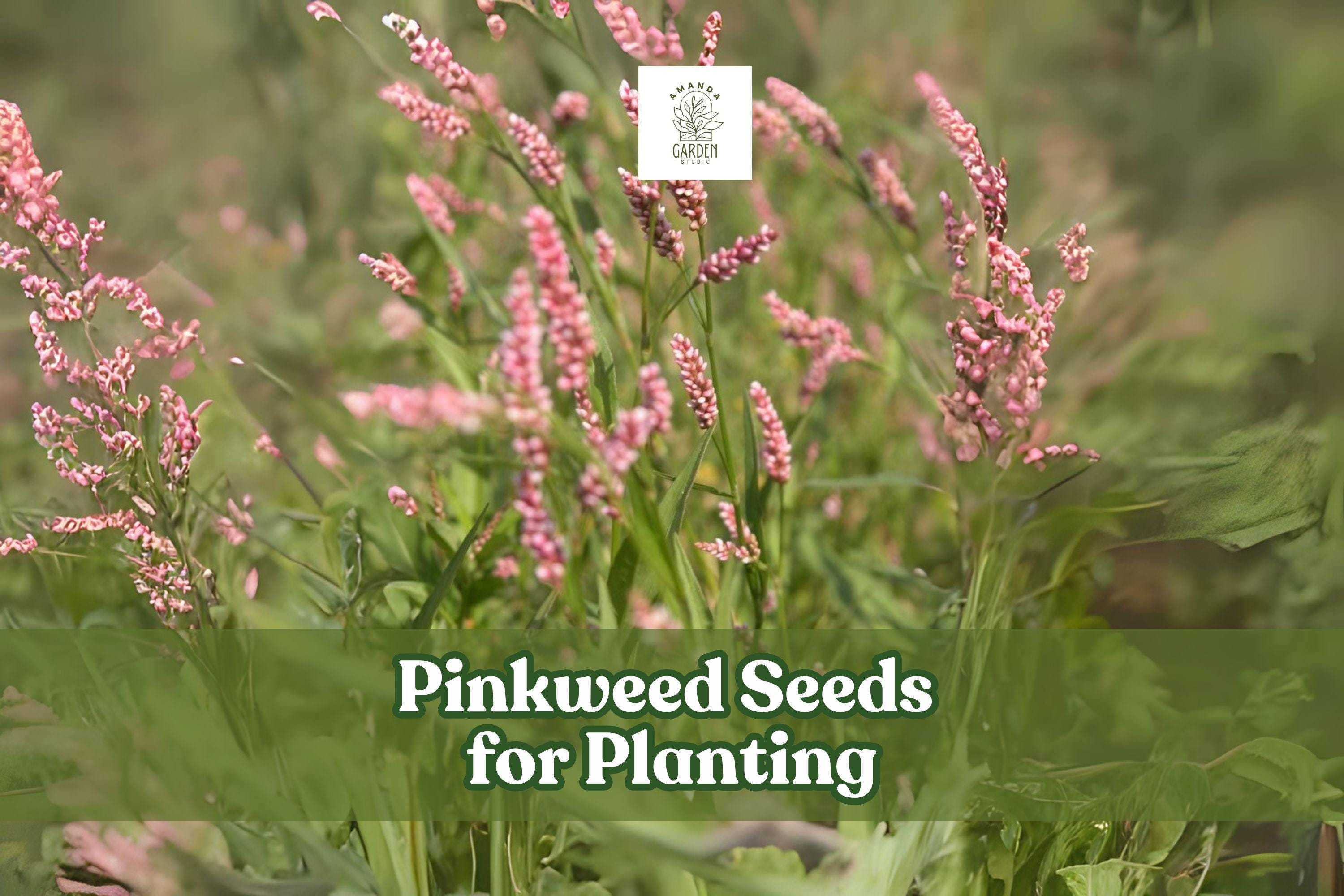 50 Pinkweed Seeds for Planting | Persicaria pensylvanica Wildflower with Pink Blooms | Pollinator-Friendly Annual Seed Pack