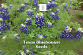 100 Texas Bluebonnet Seeds – Lupinus texensis Wildflower for Gardens, Meadows & Pollinator Attracting Blue Blooms