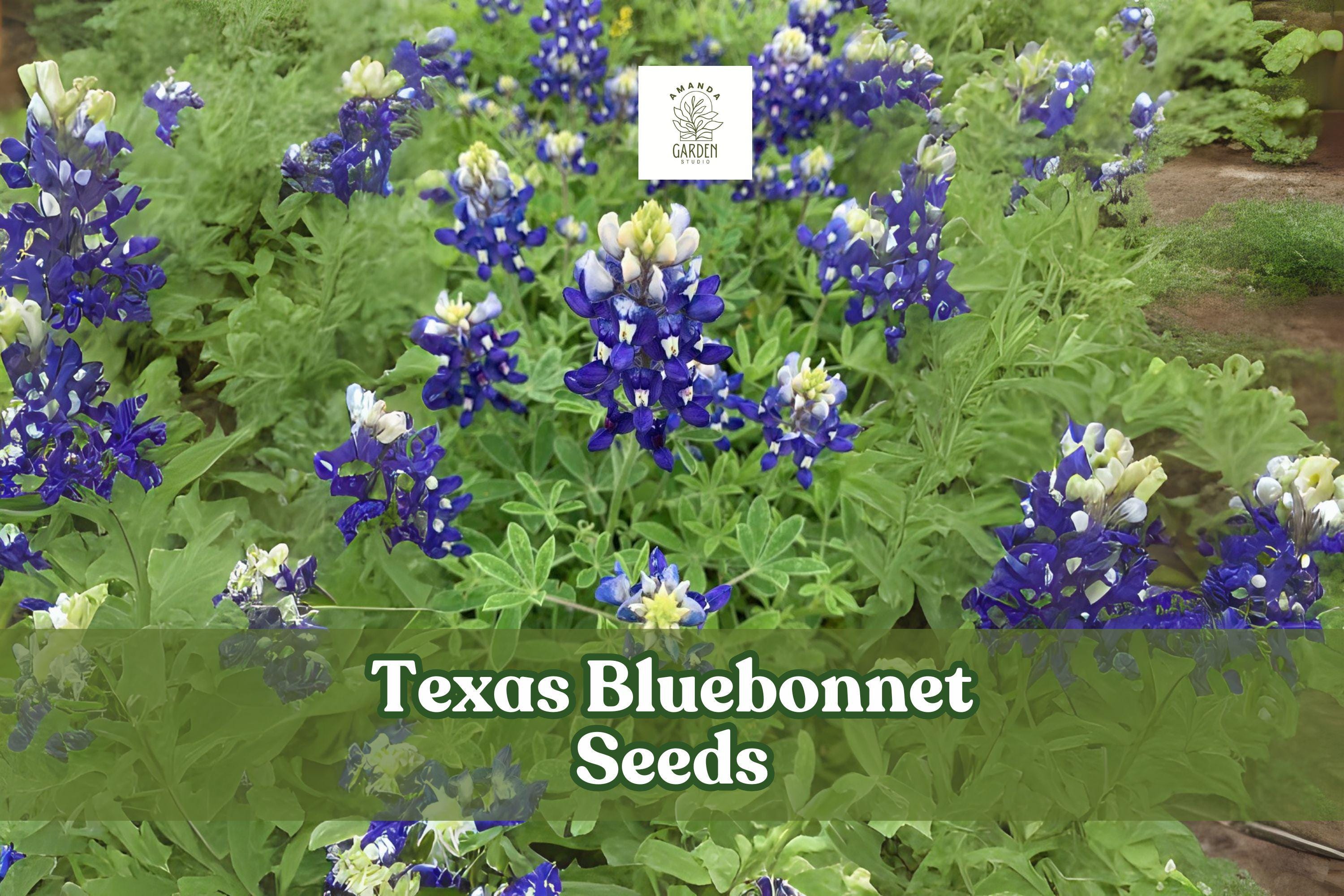 100 Texas Bluebonnet Seeds – Lupinus texensis Wildflower for Gardens, Meadows & Pollinator Attracting Blue Blooms