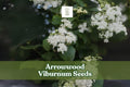 100 Arrowwood Viburnum Seeds – Viburnum dentatum Deciduous Shrub for Hedges, Borders & Wildlife Gardens