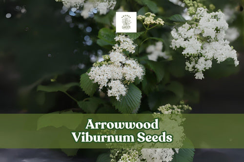 100 Arrowwood Viburnum Seeds – Viburnum dentatum Deciduous Shrub for Hedges, Borders & Wildlife Gardens