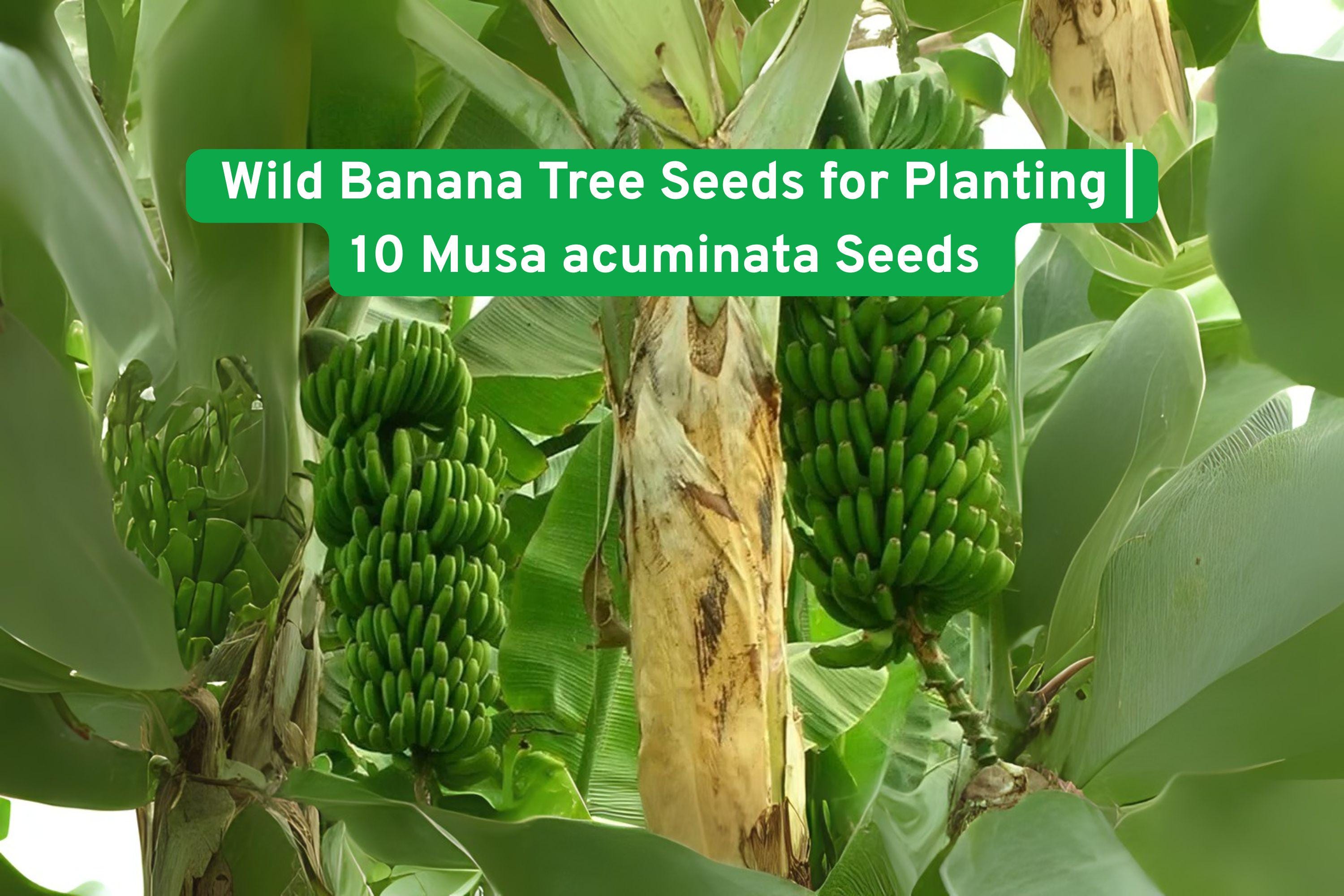Wild Banana Tree Seeds | Musa acuminata | Tropical Ornamental Plant for Gardens & Containers