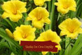 Set of 5 Stella De Oro Daylily Bare Root Plants – Yellow Reblooming Perennials, Drought-Tolerant, Low Maintenance, Hardy Zone 3-9