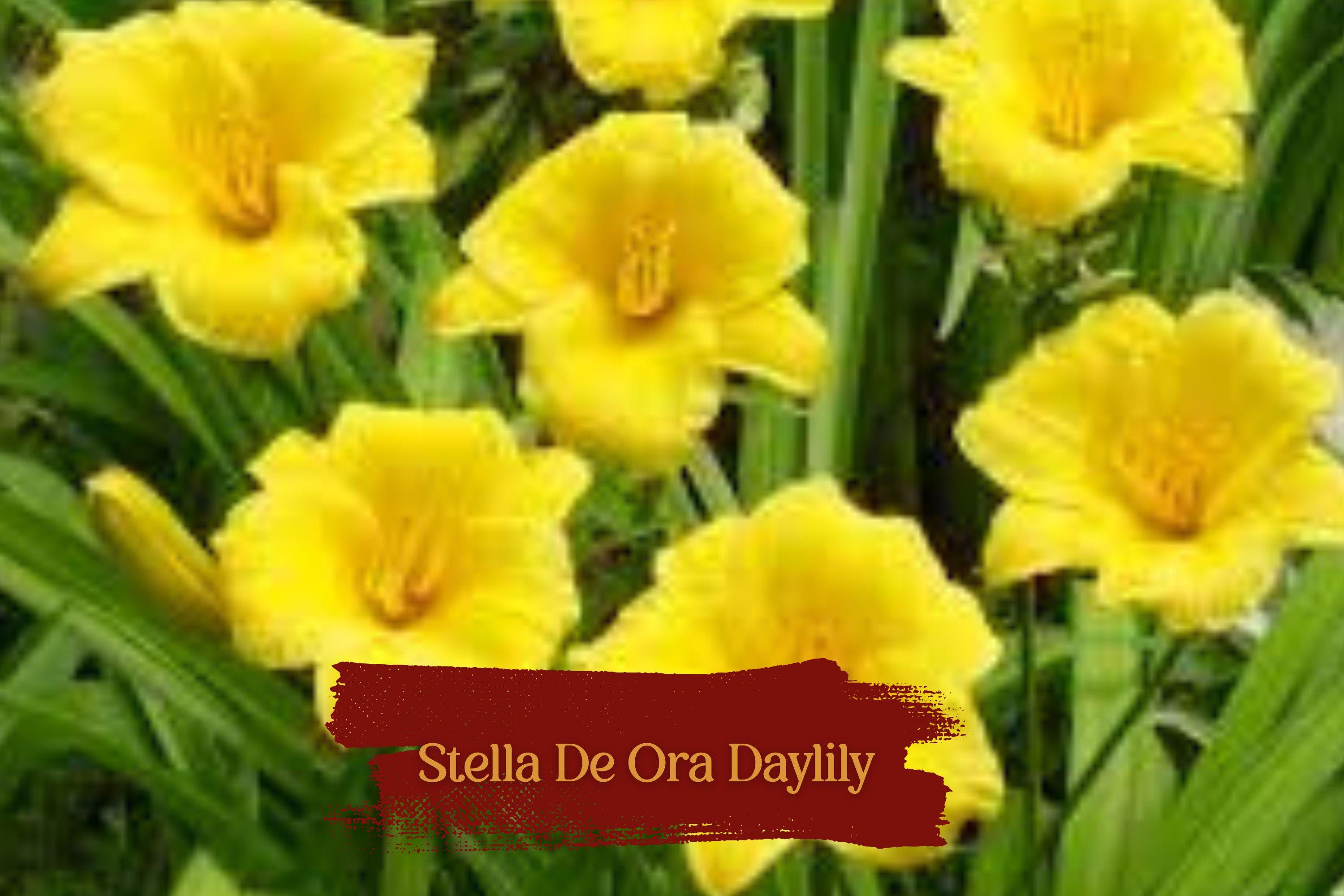 Set of 5 Stella De Oro Daylily Bare Root Plants – Yellow Reblooming Perennials, Drought-Tolerant, Low Maintenance, Hardy Zone 3-9