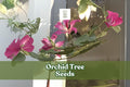 10 Orchid Tree Seeds Bauhinia purpurea Purple Butterfly Tree Exotic Flowering Bonsai Seed