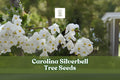 Carolina Silverbell Tree Seeds – Halesia carolina – White Bell-Shaped Blooms – Ornamental Native Deciduous Tree for Gardens