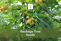 Ohio Buckeye Tree Seeds – Aesculus glabra, State Tree of Ohio, Deciduous Shade Tree, 2 Fresh Seeds for Native Gardens