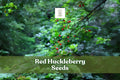 30 Red Huckleberry Seeds – Vaccinium parvifolium, Edible Red Berries, Hardy Shrub for Gardens & Wildlife