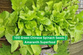 Green Chinese Spinach Seeds - 100 Non-GMO Amaranth Superfood Seeds for Salad, Stir Fry, Microgreens, Easy to Grow
